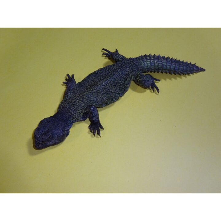 Moroccan Uromastyx adult