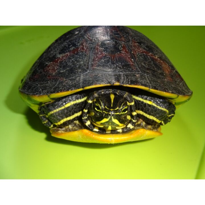 Red Bellied Cooter 4 - 6 inches
