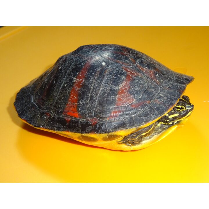 Red Bellied Cooter adult top side