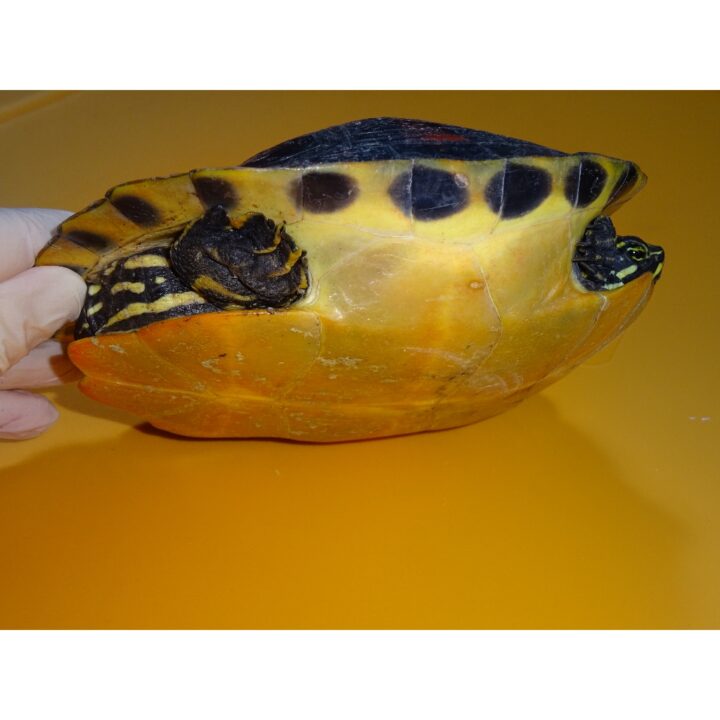 Red Bellied Cooter belly