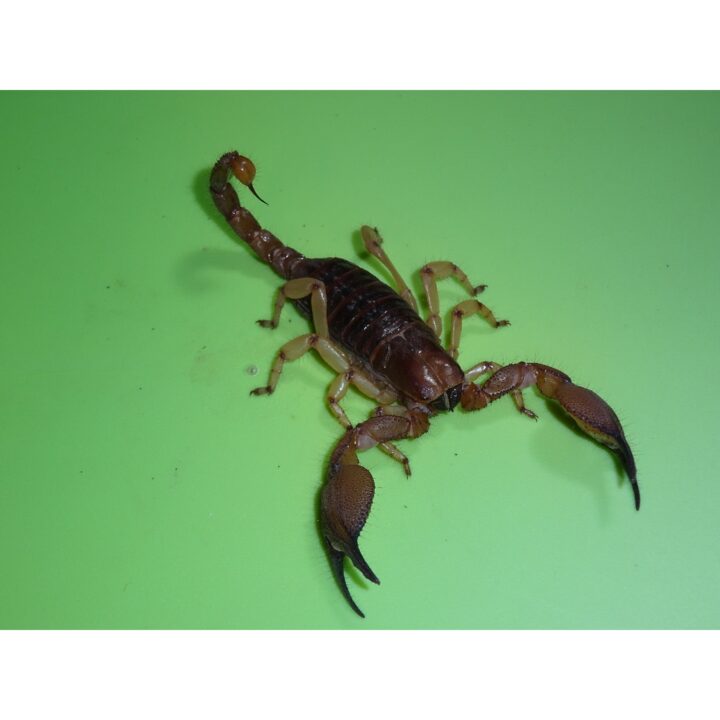Yellow Leg Burrowing Scorpion