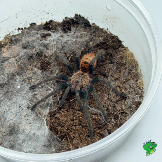 Emerald Skeleton Tarantula - juvenile to adult - Strictly Reptiles