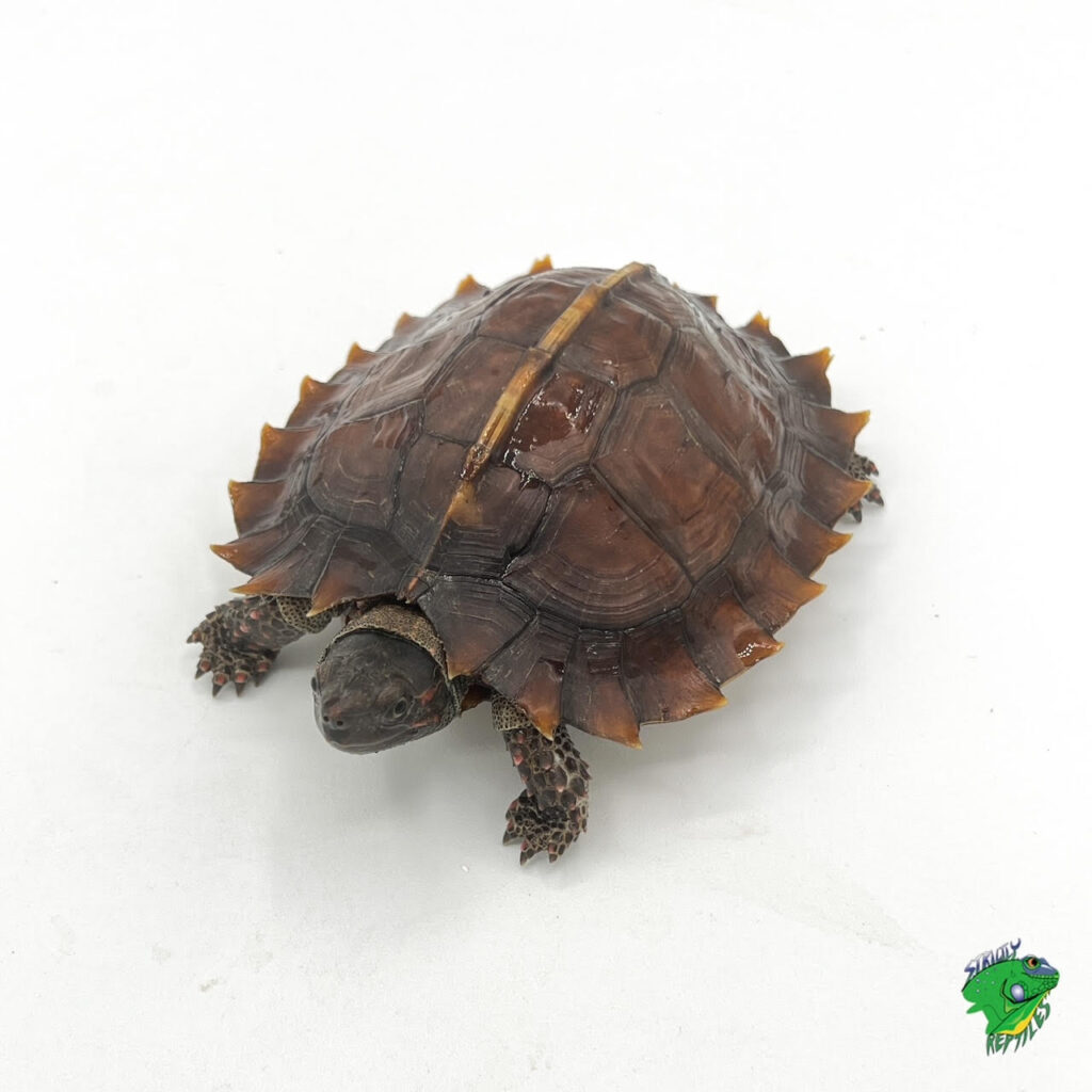 Pink Bellied Snapping Turtle - 4 Inch B Grade - Strictly Reptiles Inc.