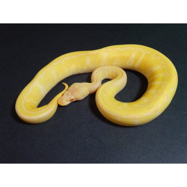 Albino Pinstripe female 160g