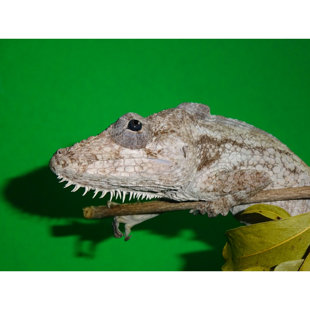 False Chameleon - adult males - Strictly Reptiles Inc.