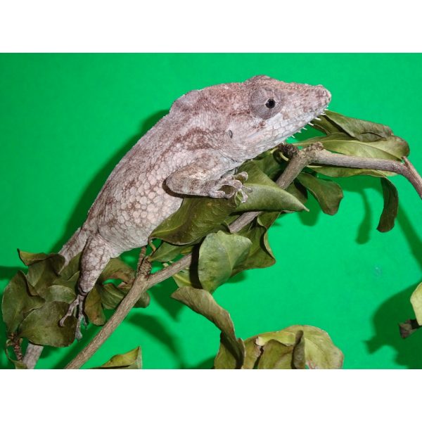 False Chameleon – adult males – Strictly Reptiles Inc.
