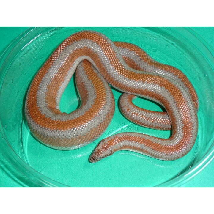 Gracia Rosy female 235g