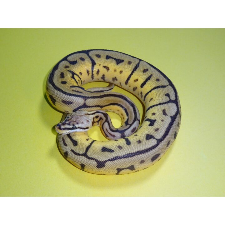 Leopard Bee female 260g