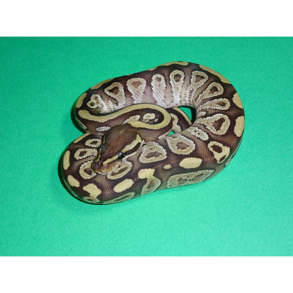 fire ball pythons for sale