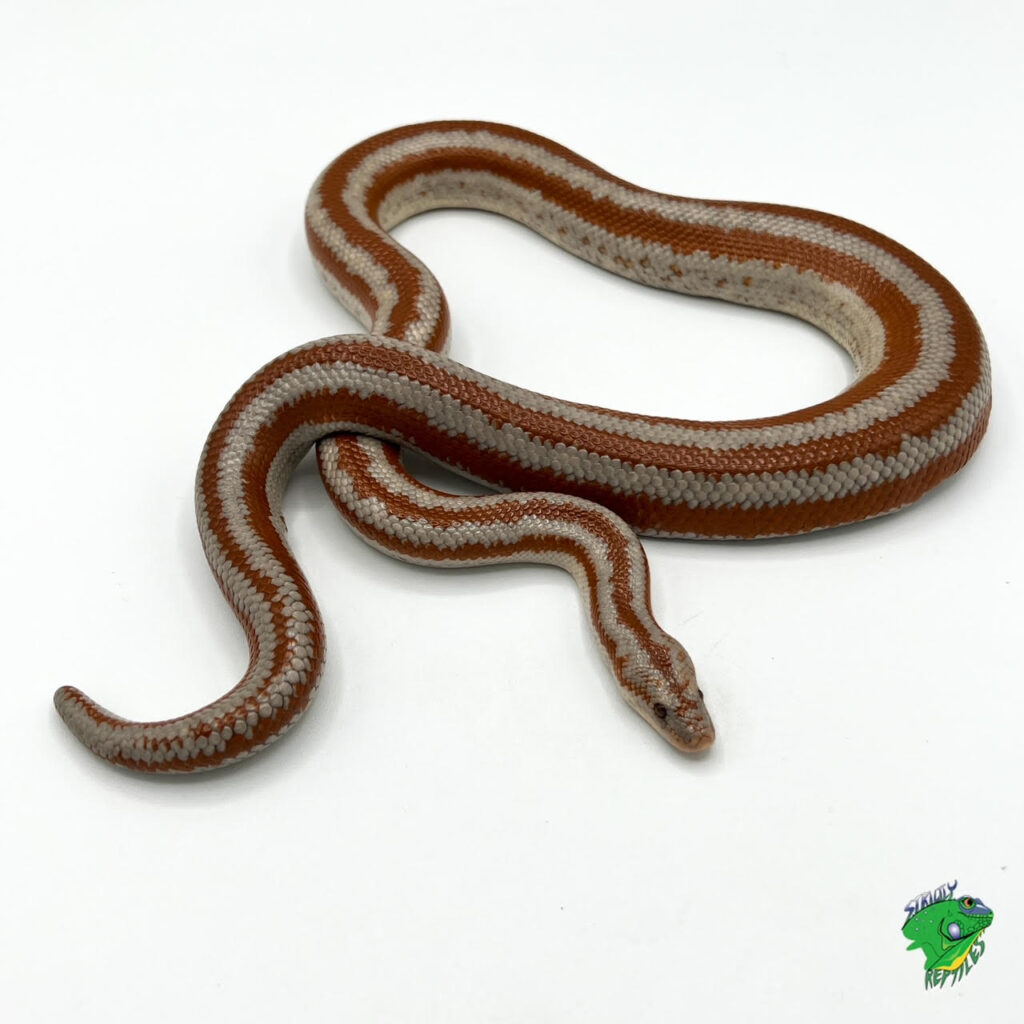 La Bay Rosy Boa - adult - Strictly Reptiles