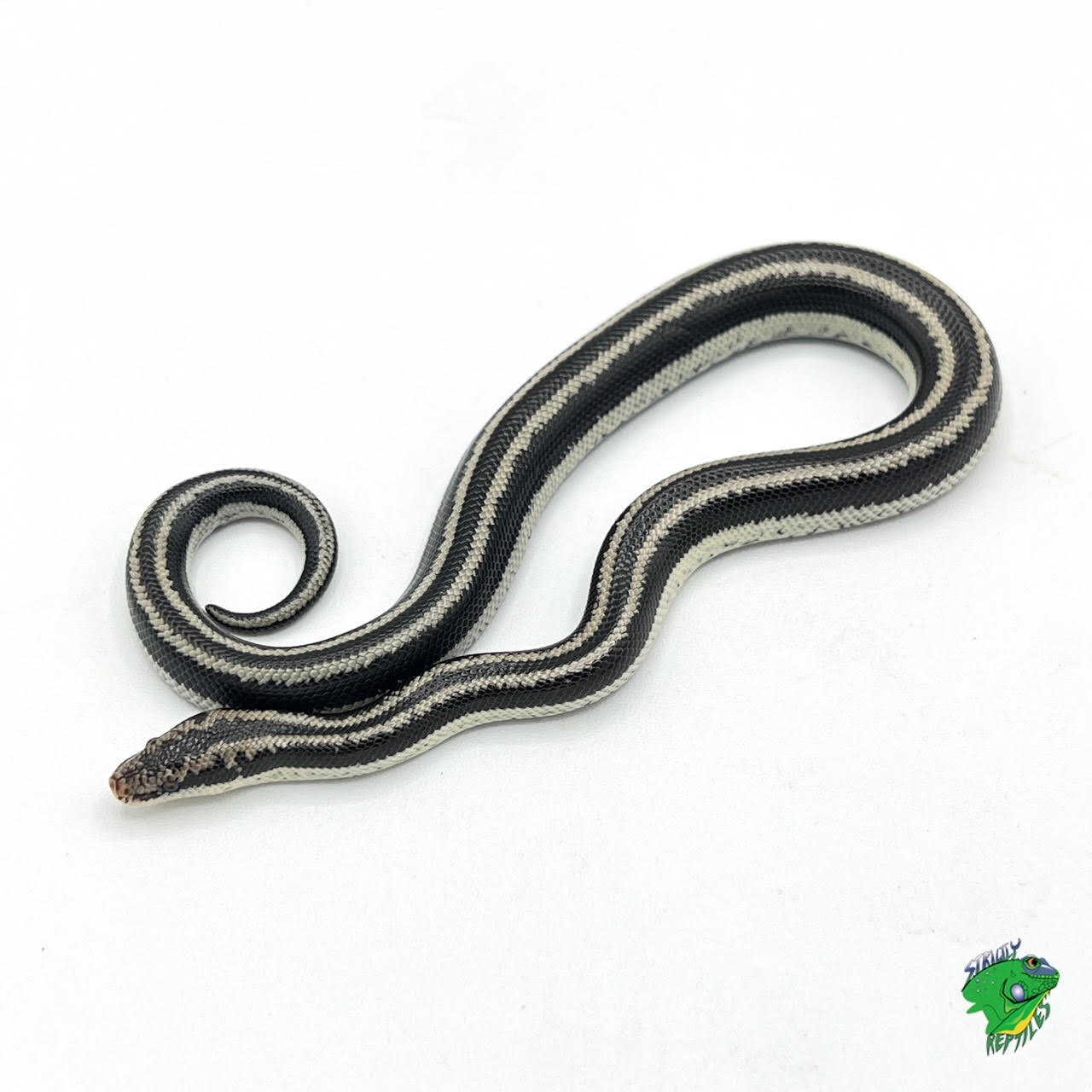 Rosy Boa Snake — Turtle Bay