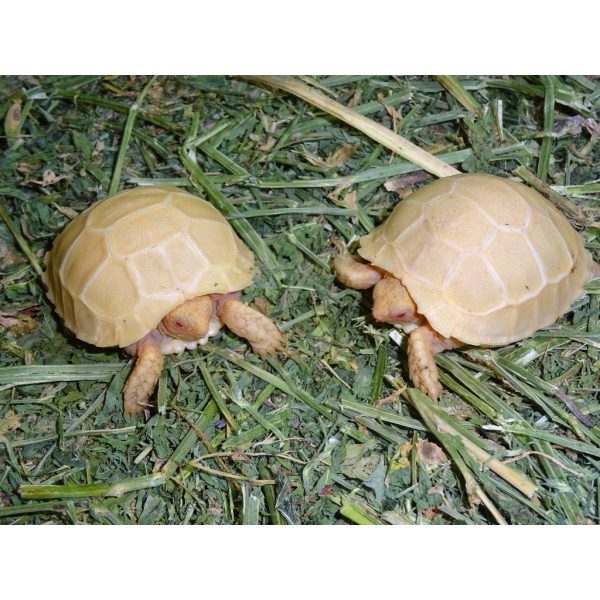 Albino Sulcata Tortoise 2019 - cb baby - Strictly Reptiles