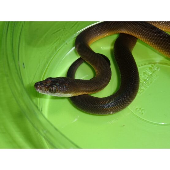 Brown Water Python face