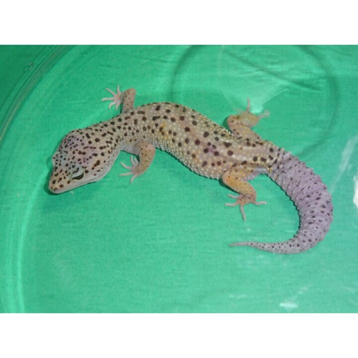 Leopard Gecko Enigma adult varies