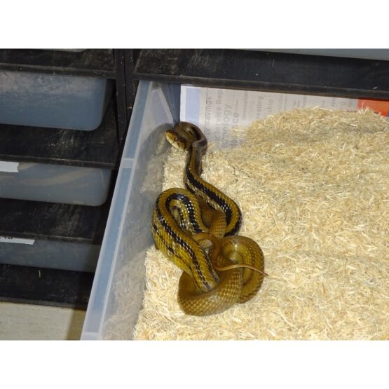 Red Tail Green Rat Snake - Adult - Strictly Reptiles Inc.