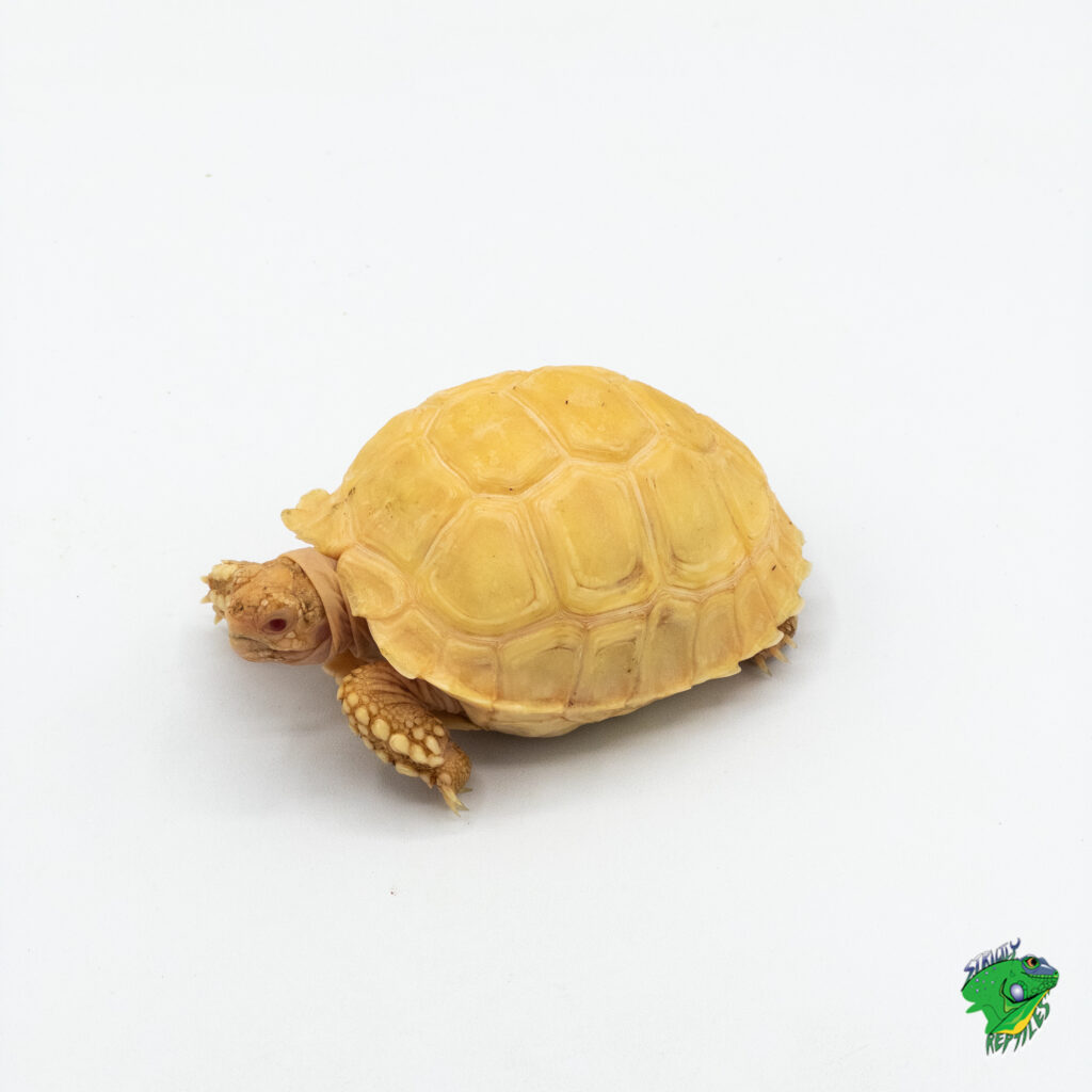 Sulcata Tortoise - cb baby - Strictly Reptiles