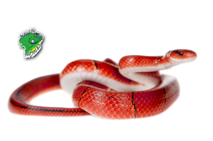 Buy Snakes For Sale Online – Strictly Reptiles Inc.