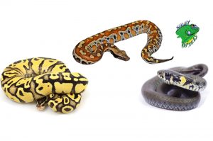 Real Snakes For Sale | Pet Snakes For Sale | Buy Real Snakes Online