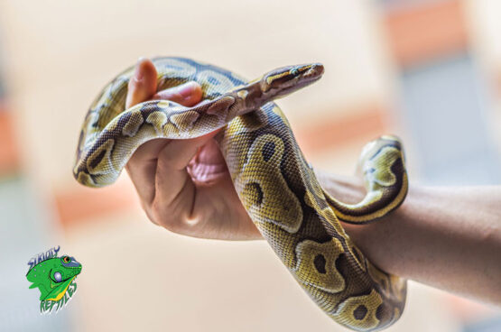 Real Snakes For Sale – Strictly Reptiles Inc.