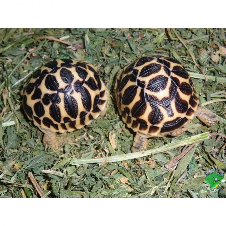 Indian Star Tortoise - cb baby - Strictly Reptiles