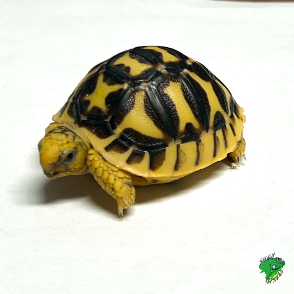 Sulcata Tortoise - cb baby - Strictly Reptiles