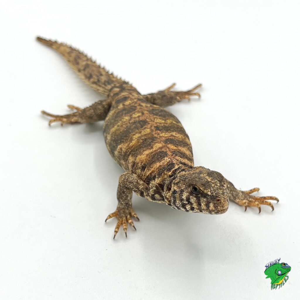 Amboina Green Sailfin Dragon - adult female - Strictly Reptiles