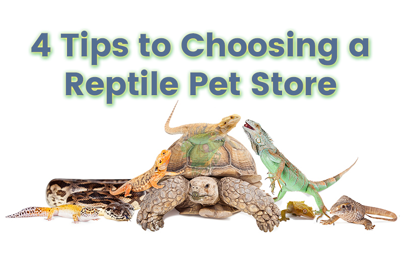 4 Tips to Choosing a Reptile Pet Store Online – Strictly Reptiles Inc.