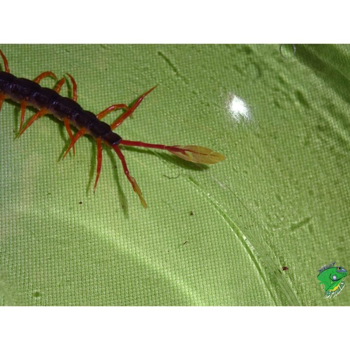 African Fantail Centipede FAN
