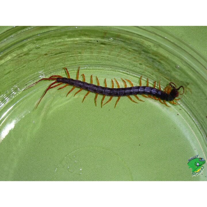 African Fantail Centipede