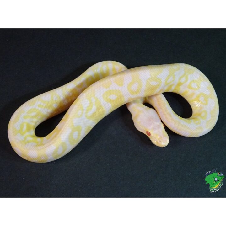 Albino Super Pastel Ball Python baby