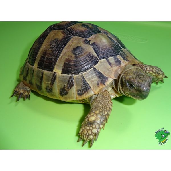 Greek Tortoise - adult male - Strictly Reptiles Inc.