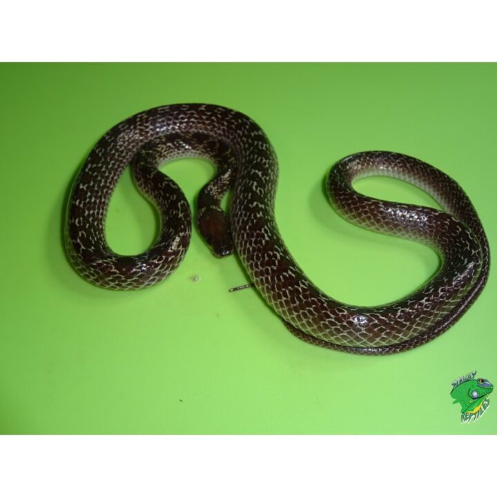 Indo Wolf Snake