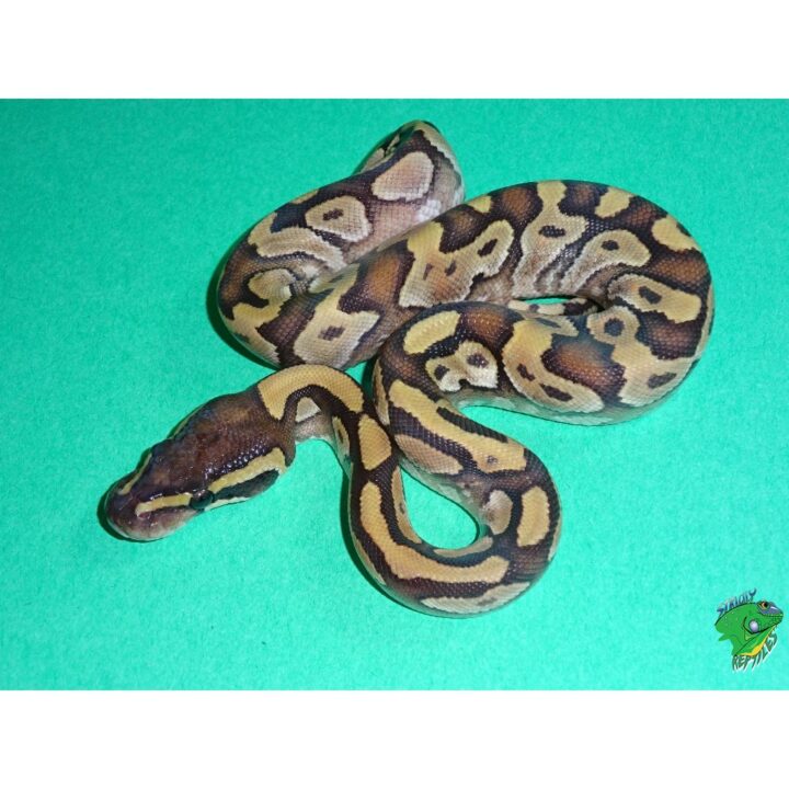 stuffed ball python