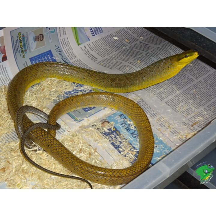 Orange Redtail Green Ratsnake