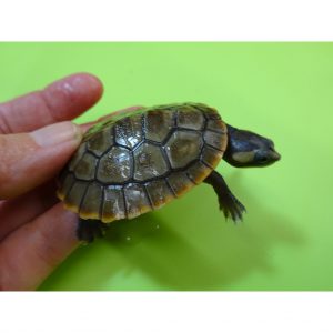 Pop's Turtle of the Month - Peacock Slider - Strictly Reptiles Inc.