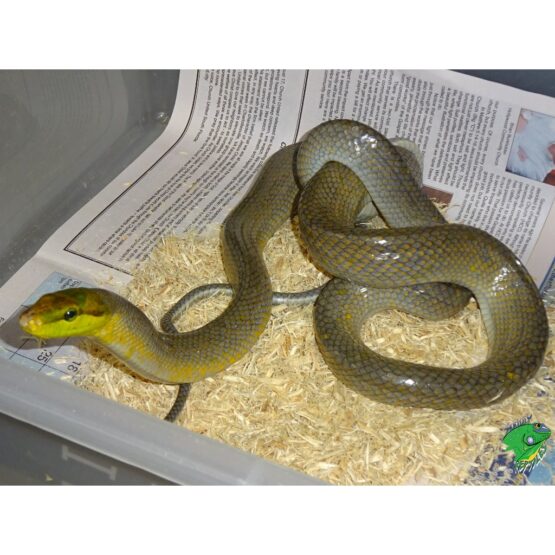 Silver Redtail Green Ratsnake best