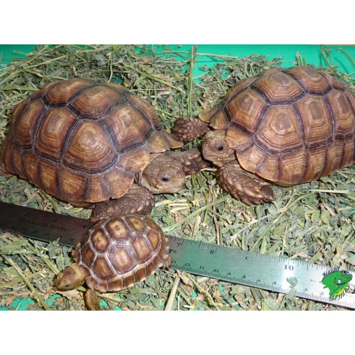 Sulcata 6 - 7 inch running baby