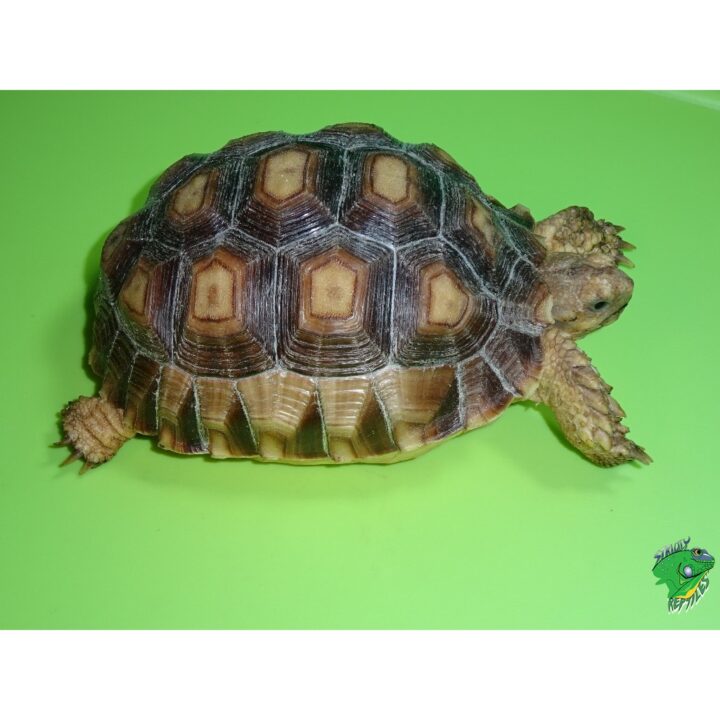 Sulcata Tortoise 5 inch
