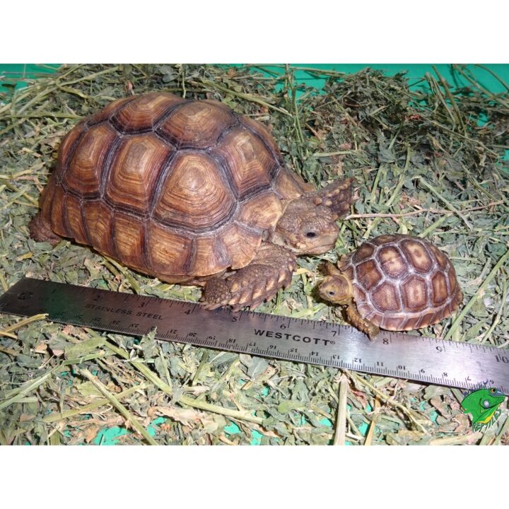 Sulcata Tortoise 6 - 7 inch with baby