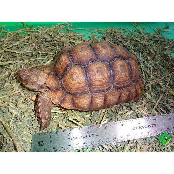 Sulcata Tortoises 6 to 7 inch