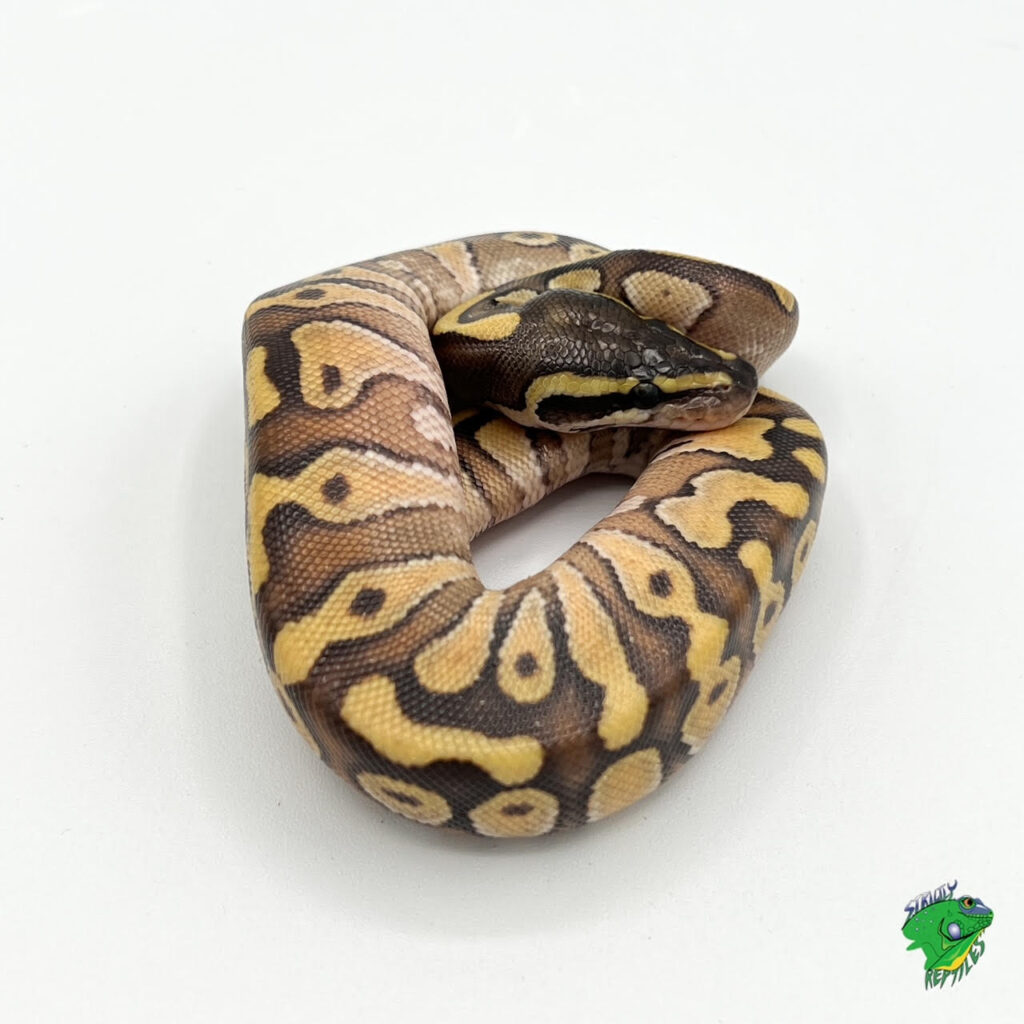 Enchi Mojave Ball Python - hatchling - Strictly Reptiles