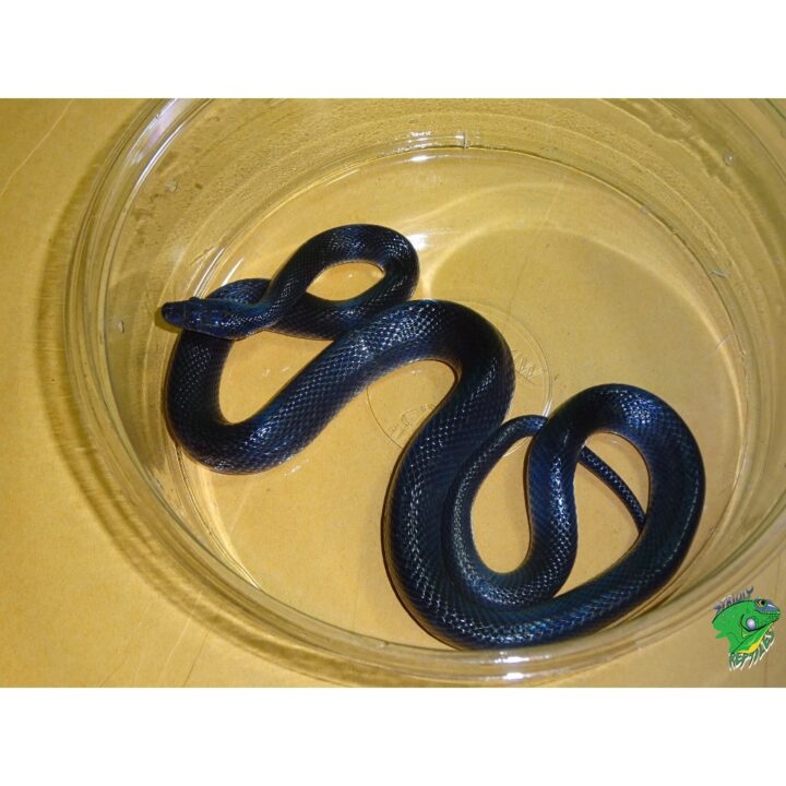 Black African House Snake – juvenile to adult – Strictly Reptiles Inc.