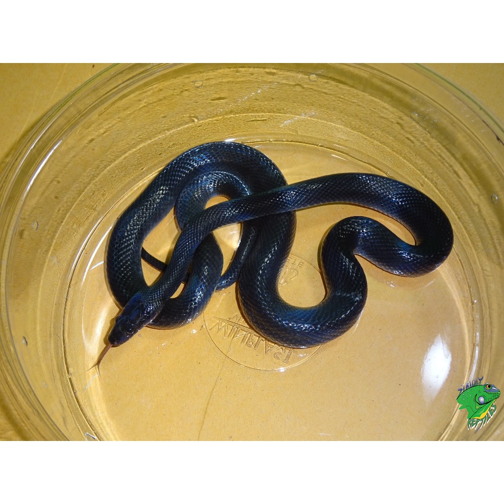 african house snake - adult - strictly reptiles