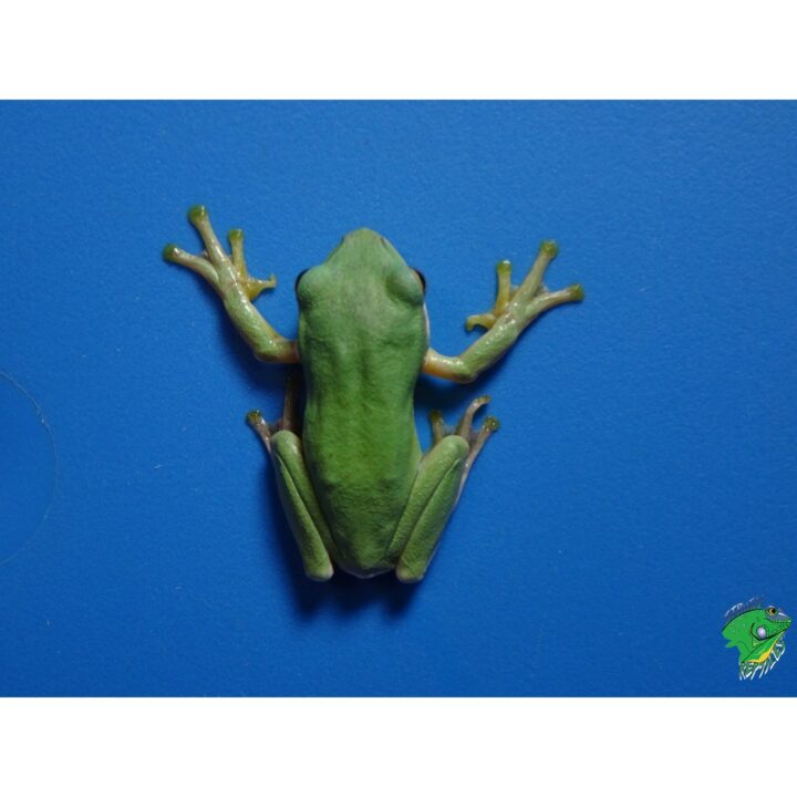 Blue Gliding Frog hands up
