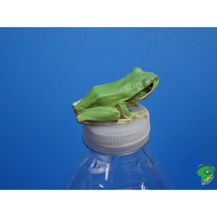 Blue Gliding frog on bottle top