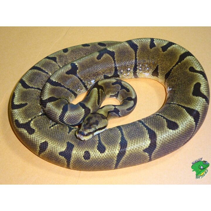 Enchi Woma juv female