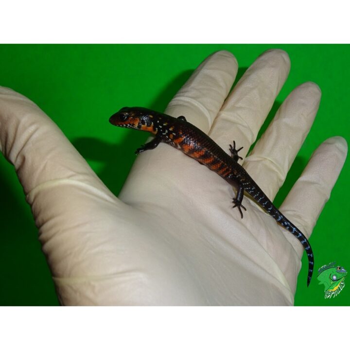 Fire Skink baby in hand