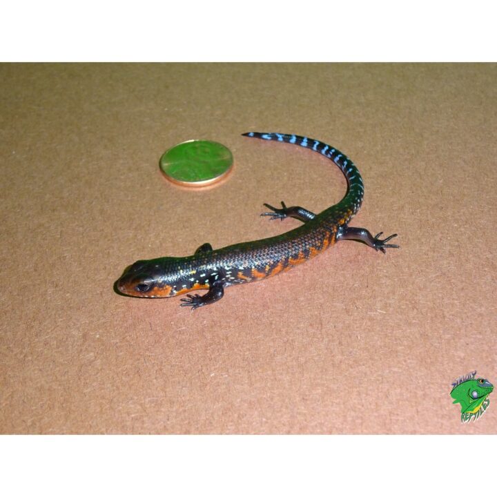 Fire Skink baby