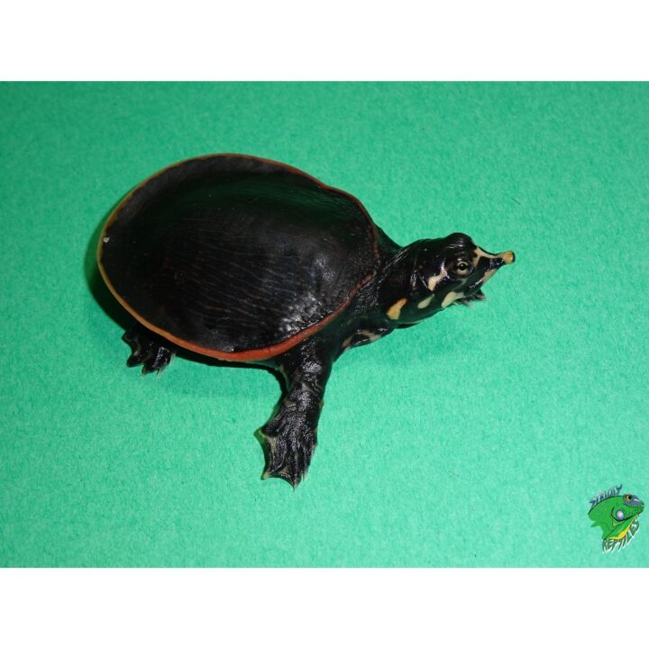 Florida Softshell turtle baby