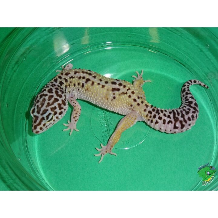 Leopard Gecko Mac Snow adult